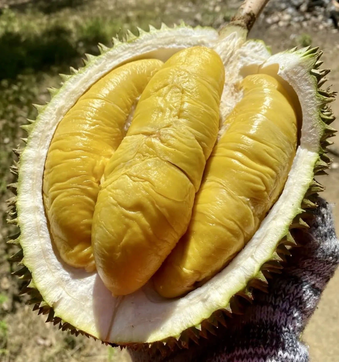 Kupasan durian dalam kemasan, siap kirim ke Tebet