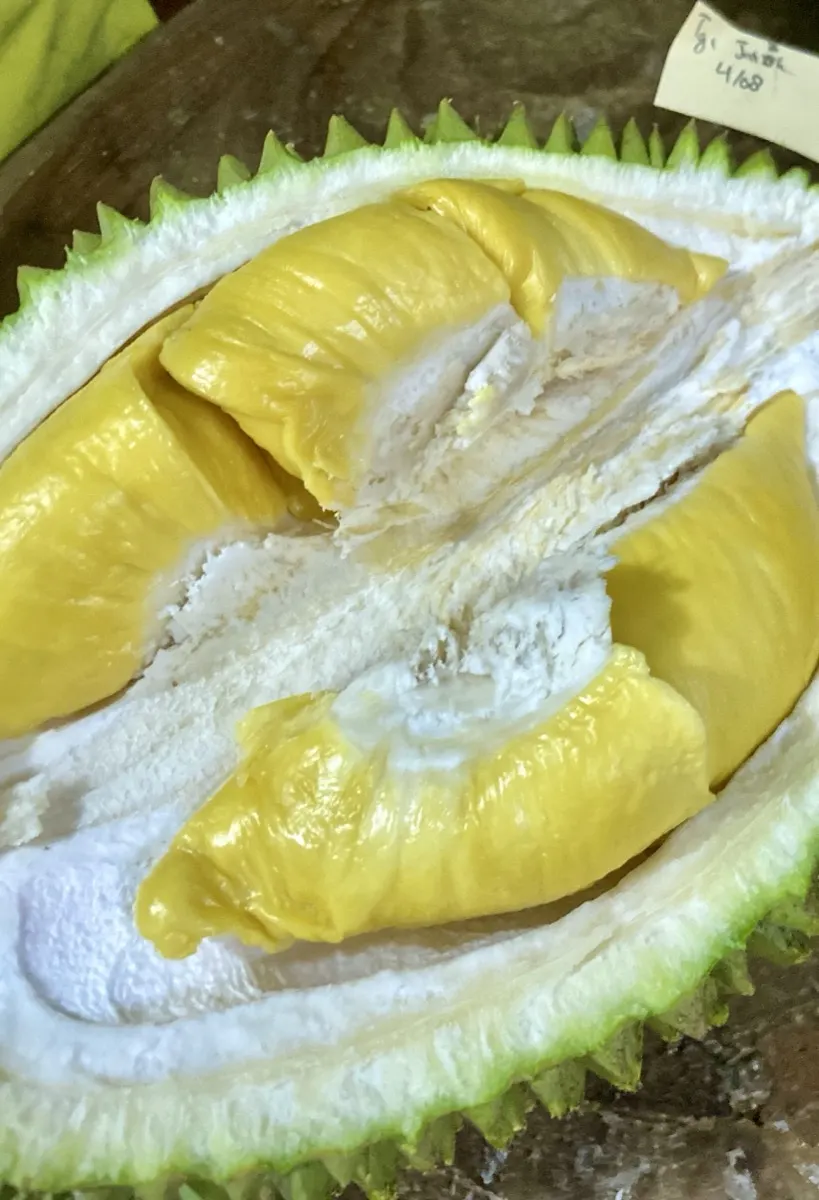 Durian gading serpong - Daging durian kuning tebal