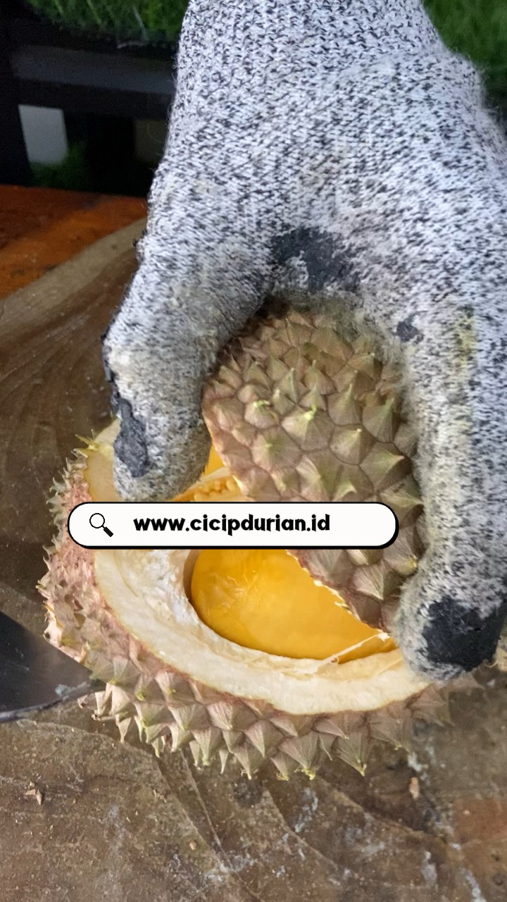 Durian balck thorn murah