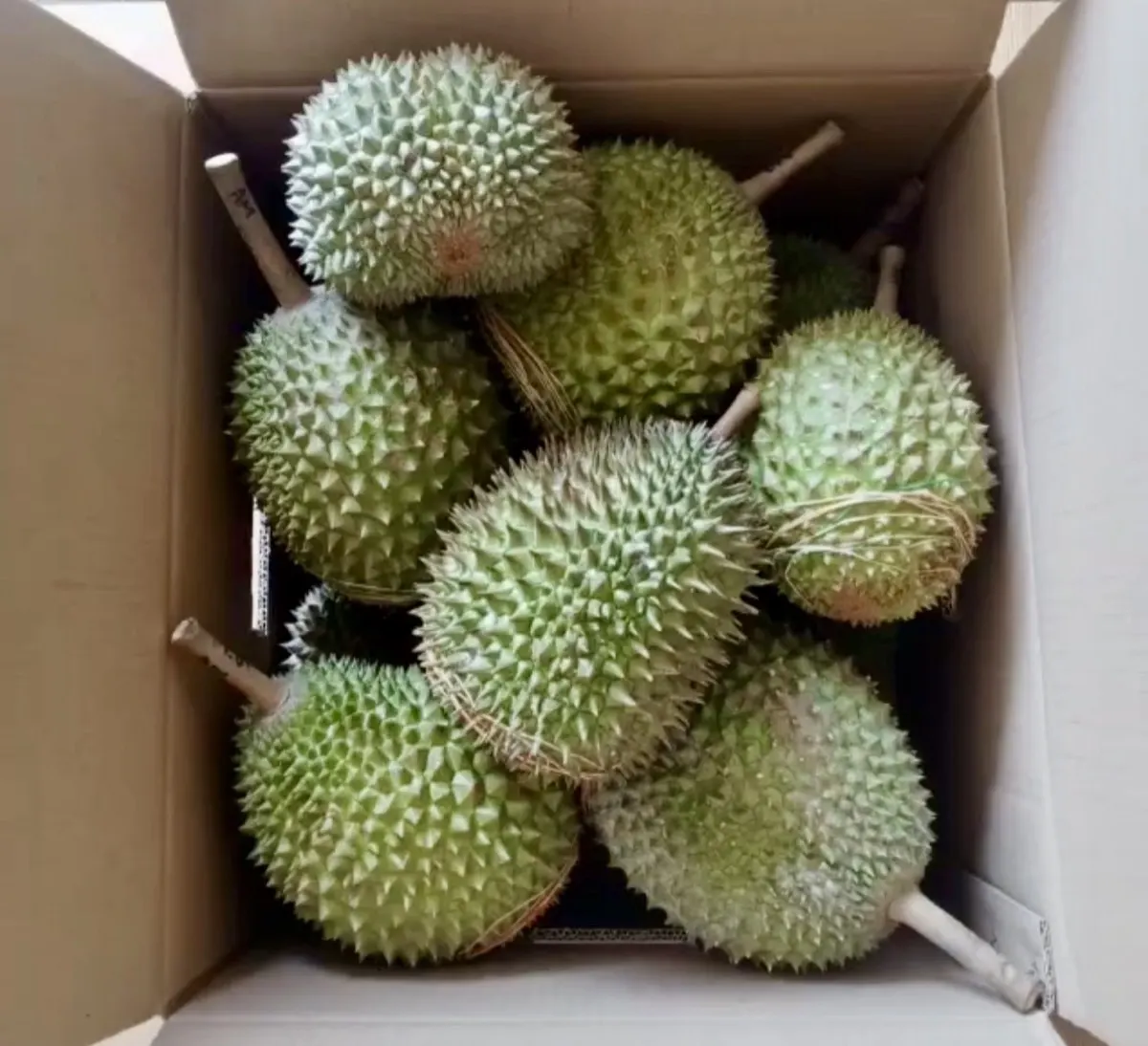 Durian dikemas rapi dalam box, siap kirim ke Bintaro