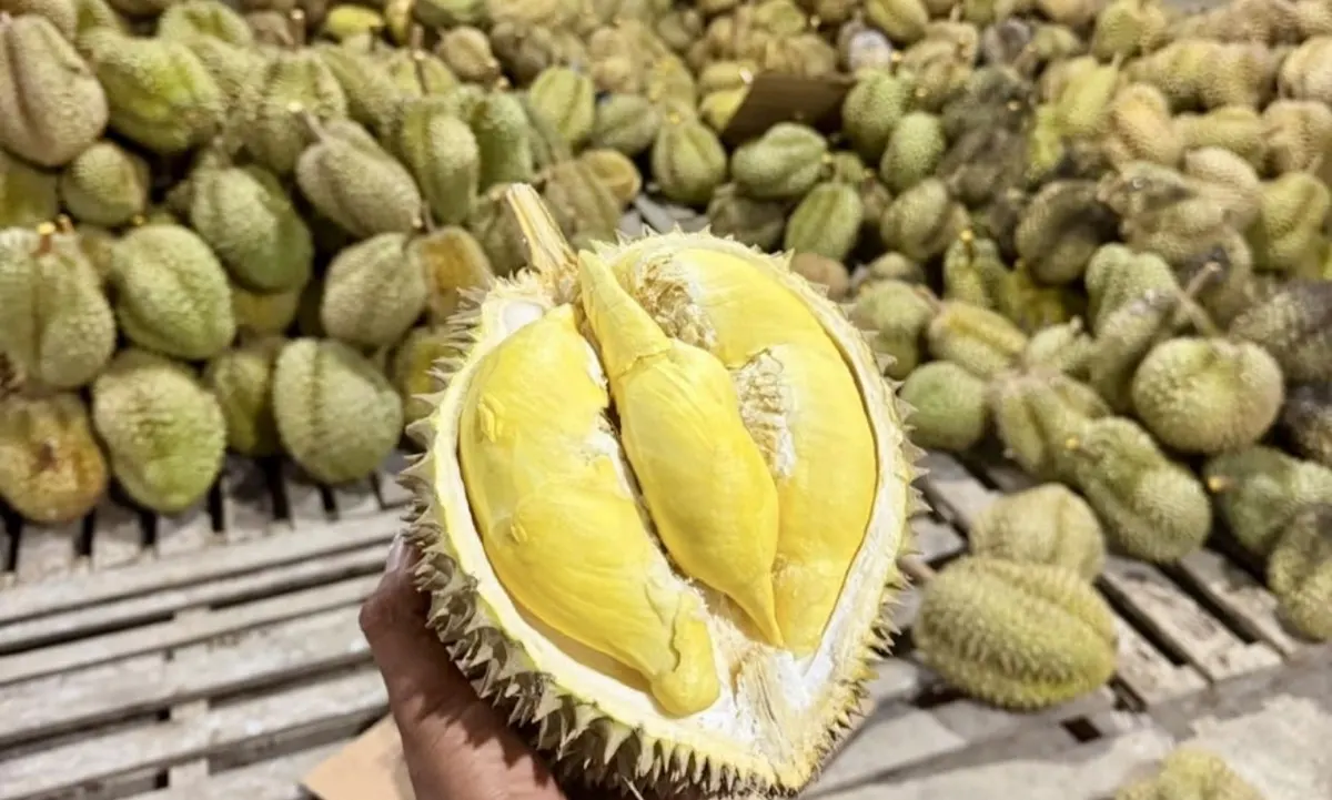 Stok durian melimpah di Cicip Durian, siap kirim ke Depok