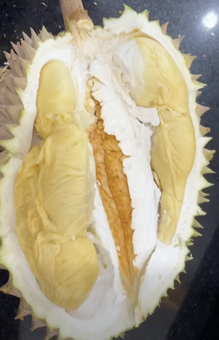 Durian Tekka D160 yang telah dibelah dengan beberapa pongge daging kuning