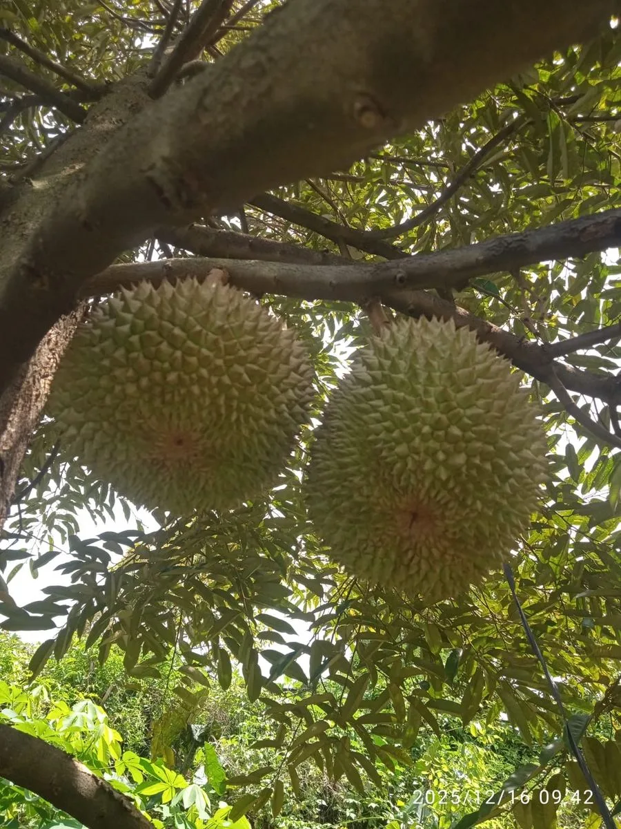 Durian matang pohon di kebun mitra Cicip Durian