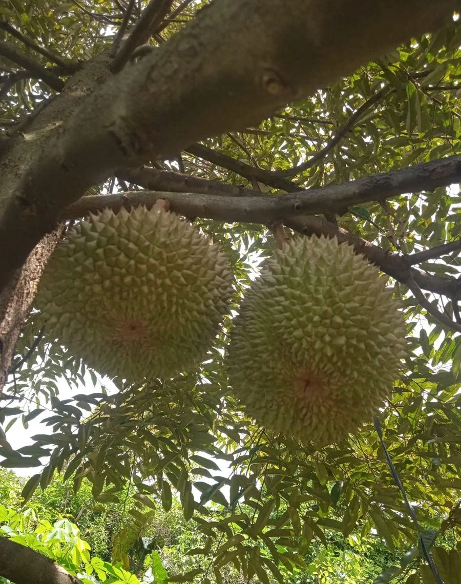 Kebun durian mitra Cicip Durian, peluang franchise toko durian