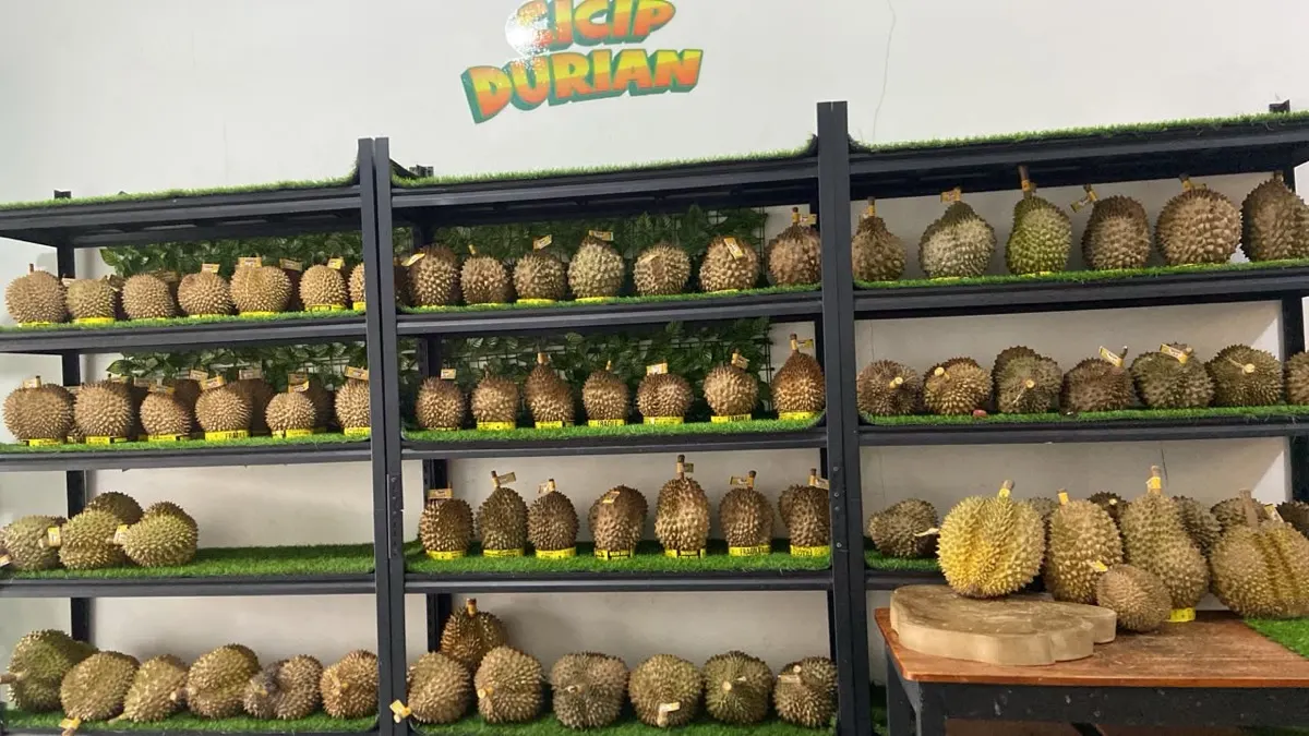 Etalase durian segar di toko Cicip Durian, siap kirim ke Bekasi